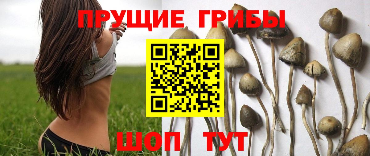 где продают наркотики  Галлюциногенные грибы Psilocybine cubensis  Вход с VPN  Улан-Удэ 